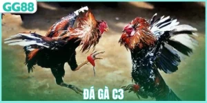 Đá gà c3