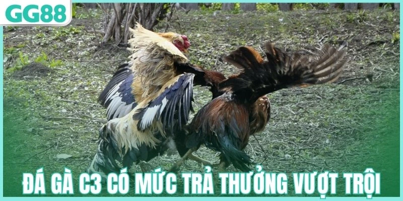 Đá gà C3 tại GG88 có mức trả thưởng vượt trội